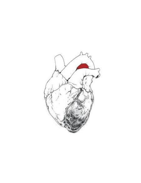 Swans - The Beggar - (CD)