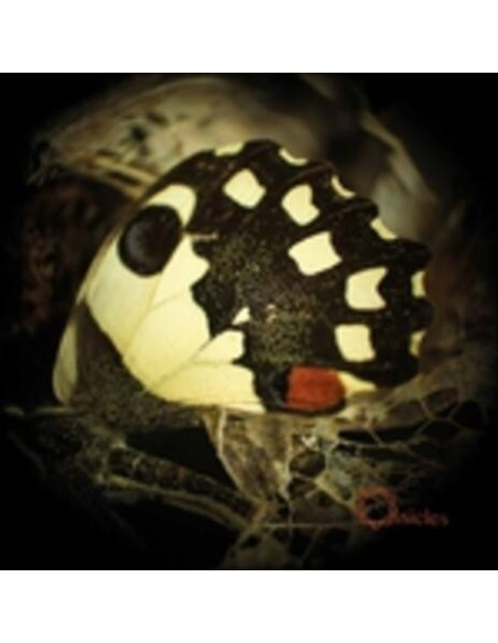 Ossicles - Music For Wastelands - (CD)