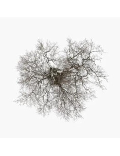 John Metcalfe - Tree - (CD)