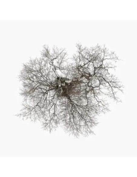 John Metcalfe - Tree - (CD)