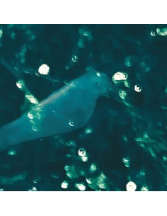 Wieselman, Doug - Wa-Zoh