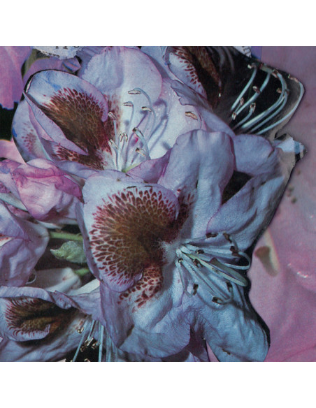 Winter, Teresa - Proserpine