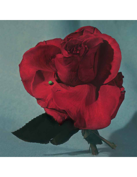 Metz - Up On Gravity Hill - (CD)