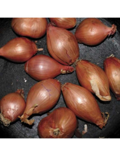 Ty Segall - Fried Shallots (Mix)