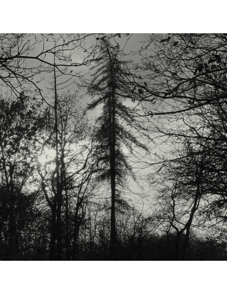 Curse All Kings - Feral Earth - (CD)