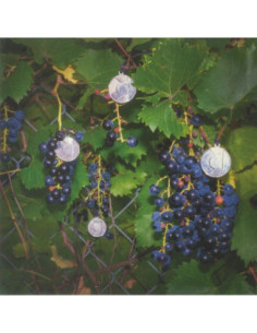 American Cream Band - Presents