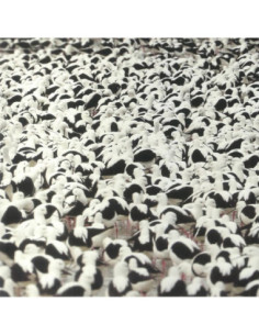 Donnelly Stella - Flood