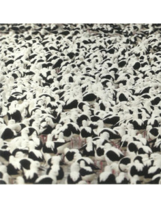 Donnelly Stella - Flood