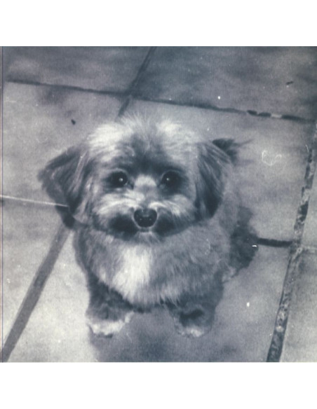 Suwi - Playing For Oscar