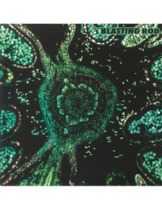 Blasting Rod - Of Wild Hazel