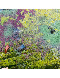 Mazurek, Rob - Nestor S Nest