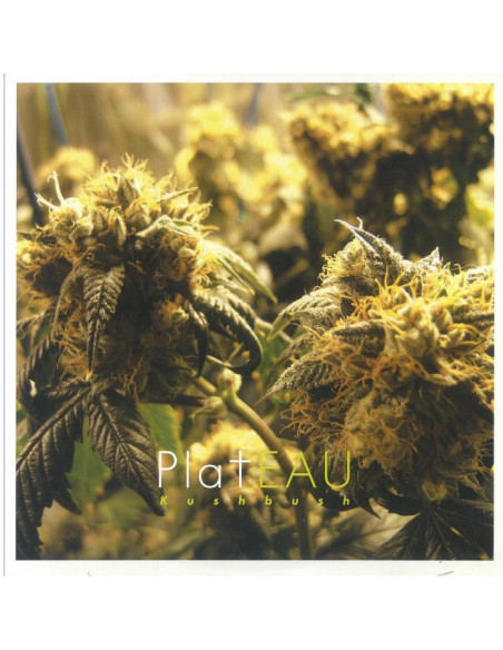 Plateau - Kushbush