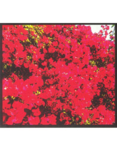 Bjork Brant - Bougainvillea Suite - (CD)