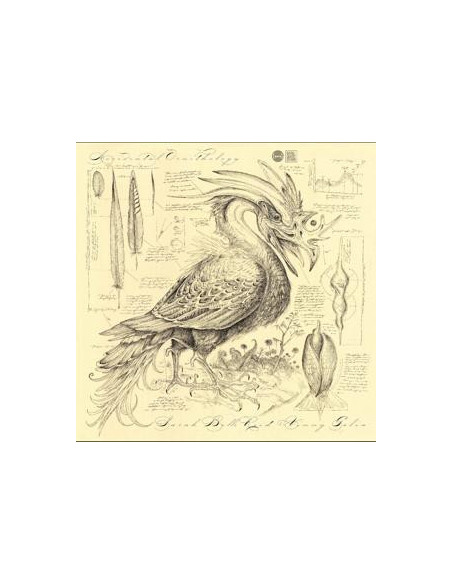 Sarah Belle Reid &... - Accidental Ornithology - (CD)