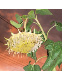 Phatness - Fillerkiller