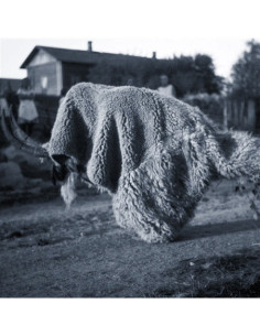 Random Gods - Pneuma