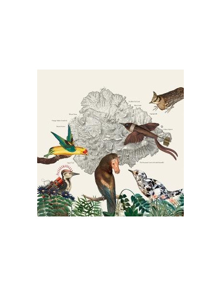 Friendly Rich - Birds Of Marsville