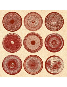 Ensemble Nist-Nah - Spilla