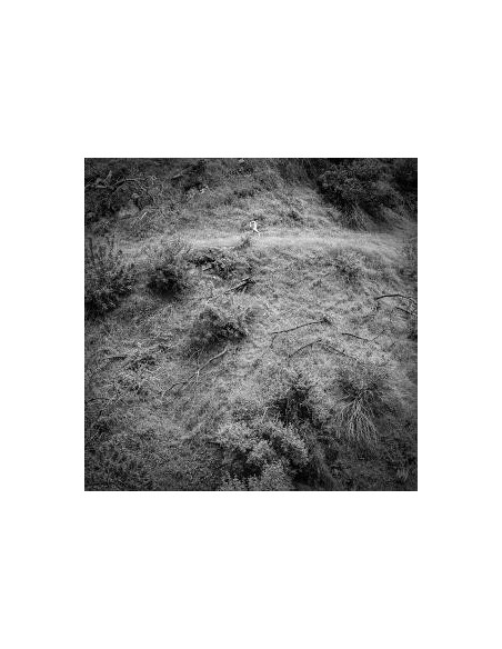 Tivel, Anna - Animal Poem - (CD)