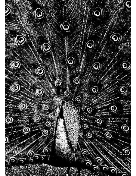 Merzbow - Merzphysics - (CD)