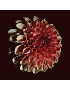 Moss, Jessica - Unfolding