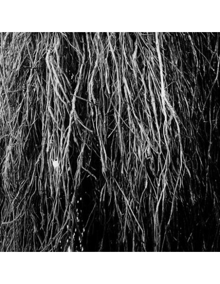 Bernocchi/Cavalera/M - Nocturnal Rainforest