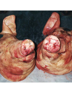 Armand Hammer & The - Haram - (CD)