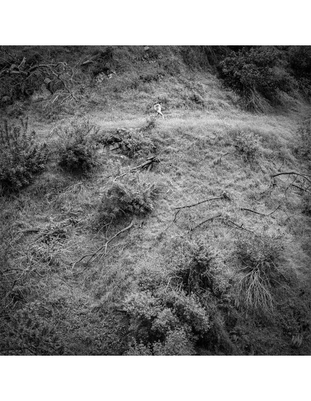 Tivel, Anna - Animal Poem