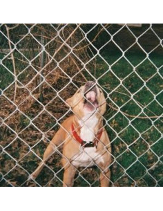 Knocked Loose - Pop Culture (Beer and Bone W/ Evergreen 12p EP Coloured Vinyl)