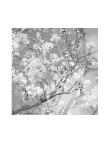Kikuchi, Masabumi - Hanamichi - The Final Studio Recording V