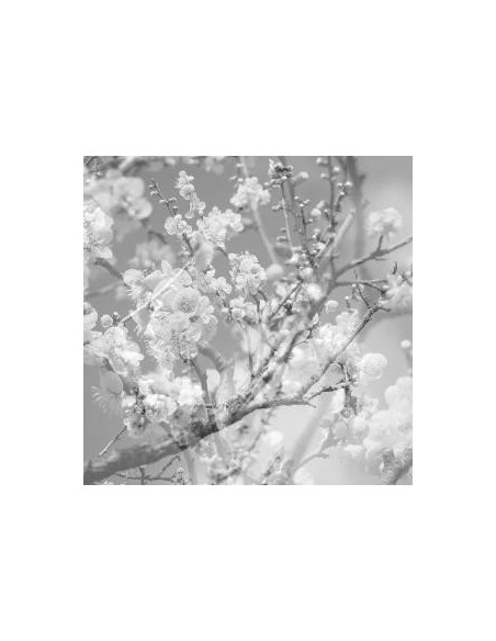 Kikuchi, Masabumi - Hanamichi - The Final Studio Recording V Kikuchi, Masabumi - Hanamichi - The Final Studio Recording V