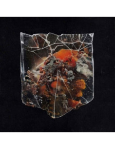 Shields - Death and Connection