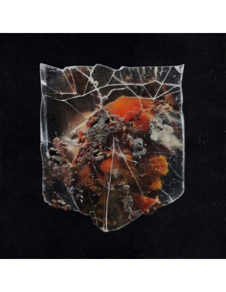 Shields - Death and Connection