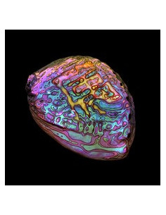 Chang Ian - Belonging (Vinyl White Limited Edt.) - Vinili LP Pop