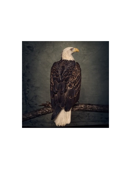 Clutch - Book Of Bad Decisions (Limited Edt.)