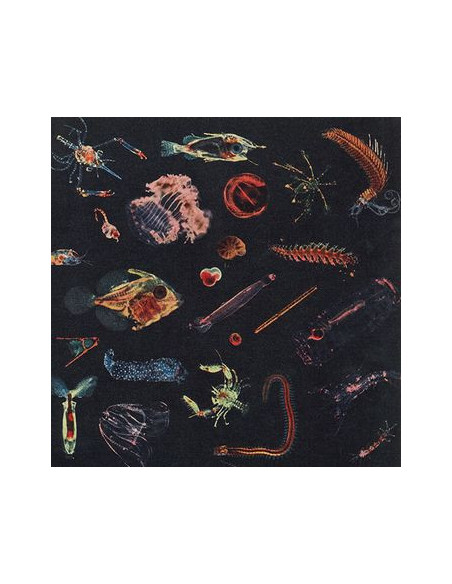 Fiori Alessandro - Plancton